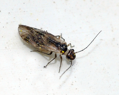 Psocomorpha