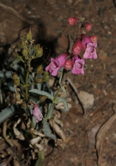 Penstemon floridus