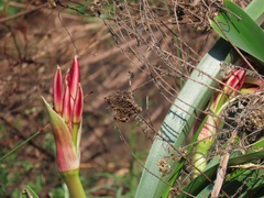 Crinum stuhlmannii delagoense