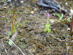 Centaurium pulchellum