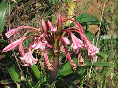 Crinum stuhlmannii delagoense