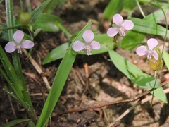 Murdannia nudiflora