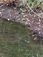 Trachemys scripta elegans