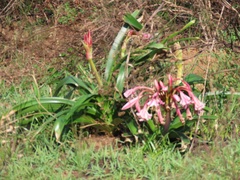 Crinum stuhlmannii delagoense