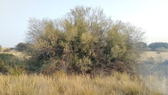 Salix salviifolia