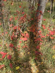 Viburnum edule