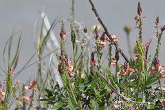 Indigofera sinusalgoae