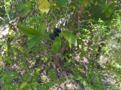 Forestiera acuminata