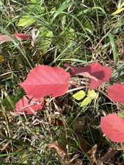 Viburnum edule