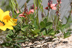 Indigofera sinusalgoae