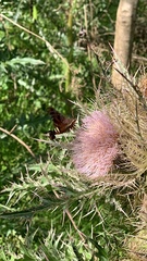 Amphion floridensis