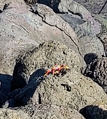 Grapsus adscensionis