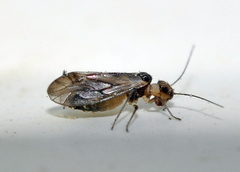 Psocomorpha