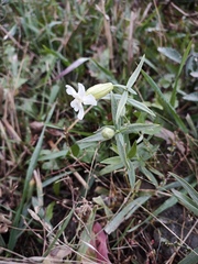 Silene procumbens