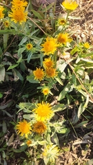Asteraceae
