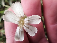 Silene procumbens