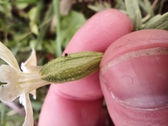 Silene procumbens