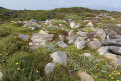Helichrysum revolutum
