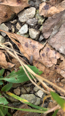 Armadillidium nasatum