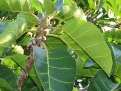 Ficus lutea