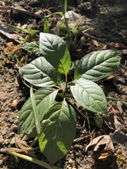 Cephalanthus occidentalis