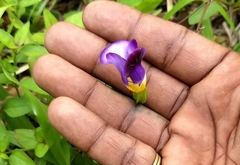 Torenia fournieri
