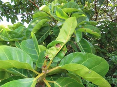 Ficus lutea
