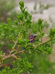 Dactylotum bicolor