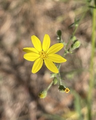 Croptilon divaricatum