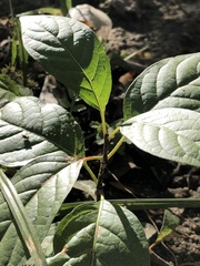Cephalanthus occidentalis