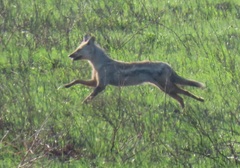 Lupulella adusta adusta