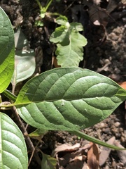 Cephalanthus occidentalis