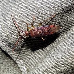 Pantilius tunicatus