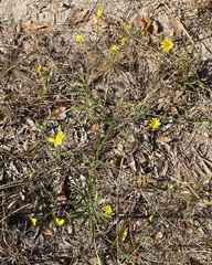 Croptilon divaricatum