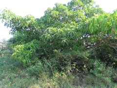 Ficus lutea