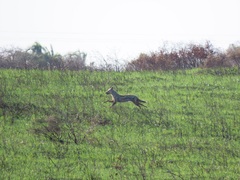 Lupulella adusta adusta