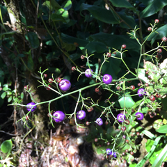 Dianella sandwicensis
