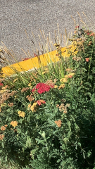 Achillea filipendulina