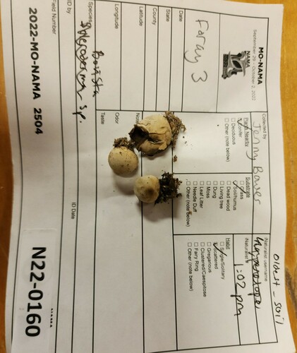 Geastrum