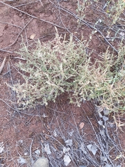 Salsola kali ruthenica
