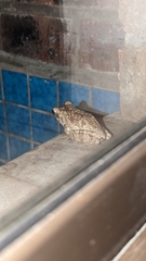 Chiromantis xerampelina