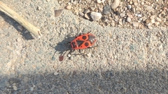 Pyrrhocoris apterus