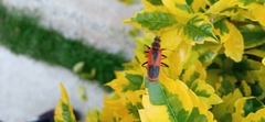 Chauliognathus limbicollis