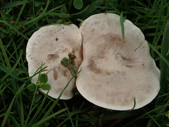 Clitocybe rivulosa