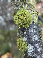 Ulota crispa