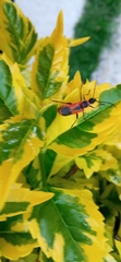 Chauliognathus limbicollis