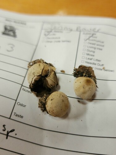 Geastrum (Photo 2 of 2)
