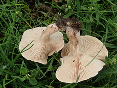 Clitocybe rivulosa