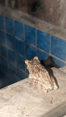 Chiromantis xerampelina