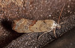 Ponometia candefacta